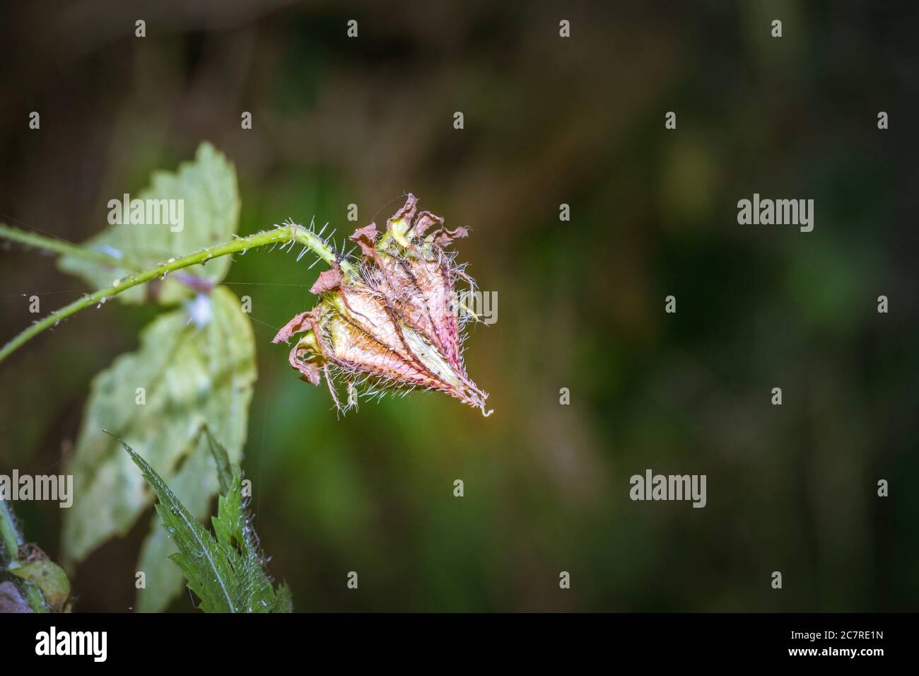 Red flowers growing on a plant, Uganda, Africa Stock Photo Alamy