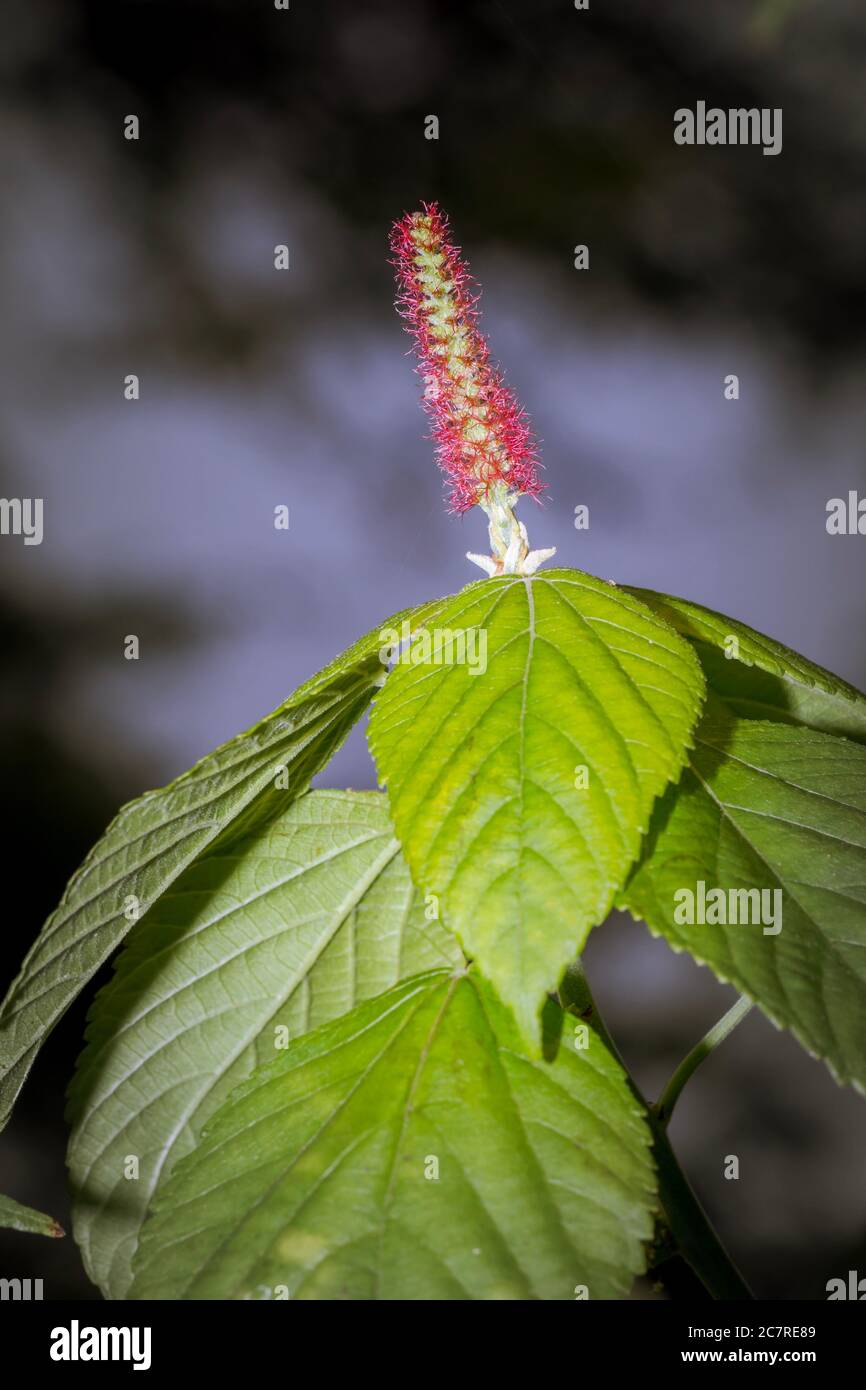 Uganda Flower High Resolution Stock Photography and Images Alamy