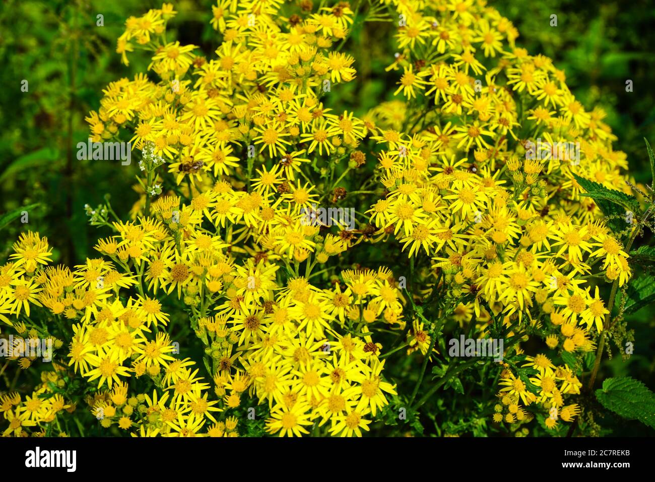 yellow flowering plant at the edge of the field Stock Photo