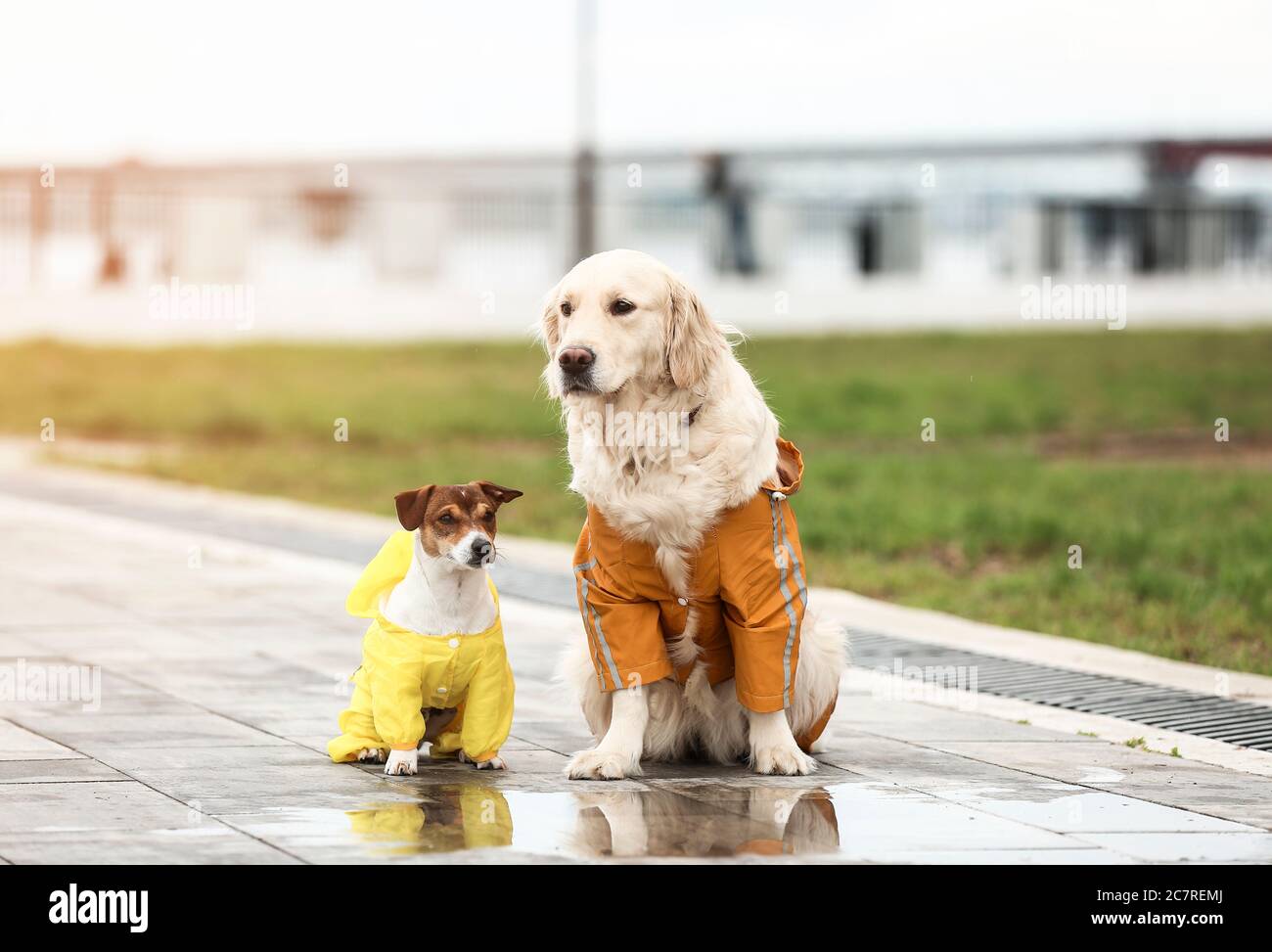 Funny dogs in raincoats walking outdoors Stock Photo Alamy
