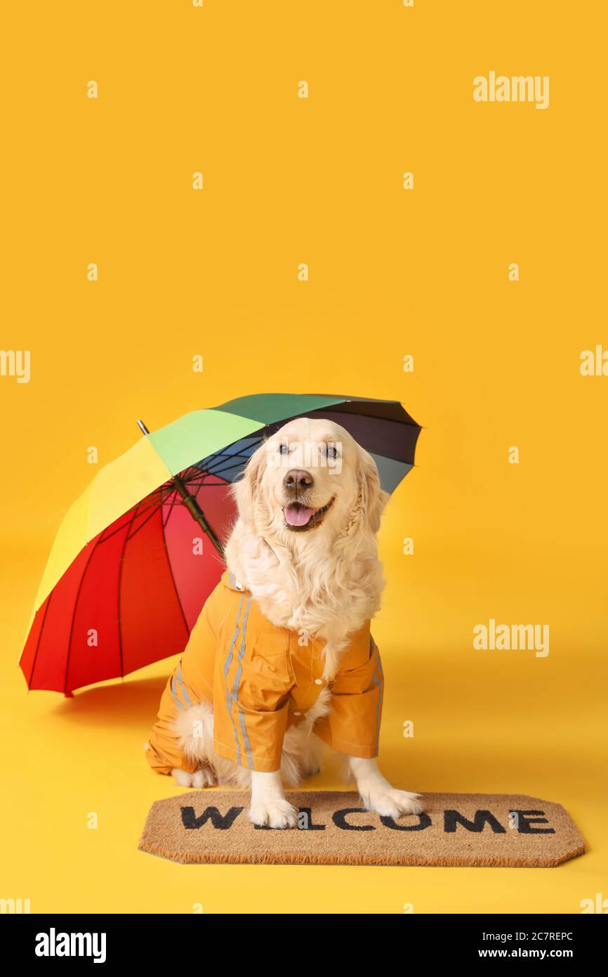 Funny dog in raincoat and with umbrella on color background Stock Photo Alamy
