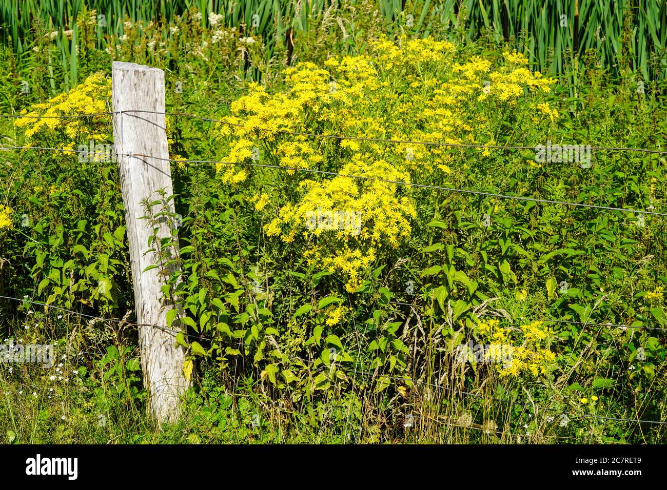 yellow flowering plant at the edge of the field Stock Photo