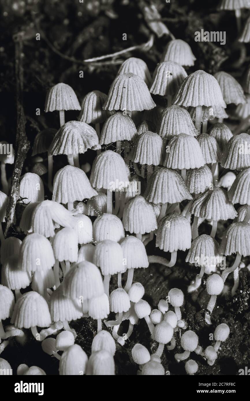 White mushrooms (fungi) growing on a dead tree stump, Uganda, Africa Stock Photo Alamy