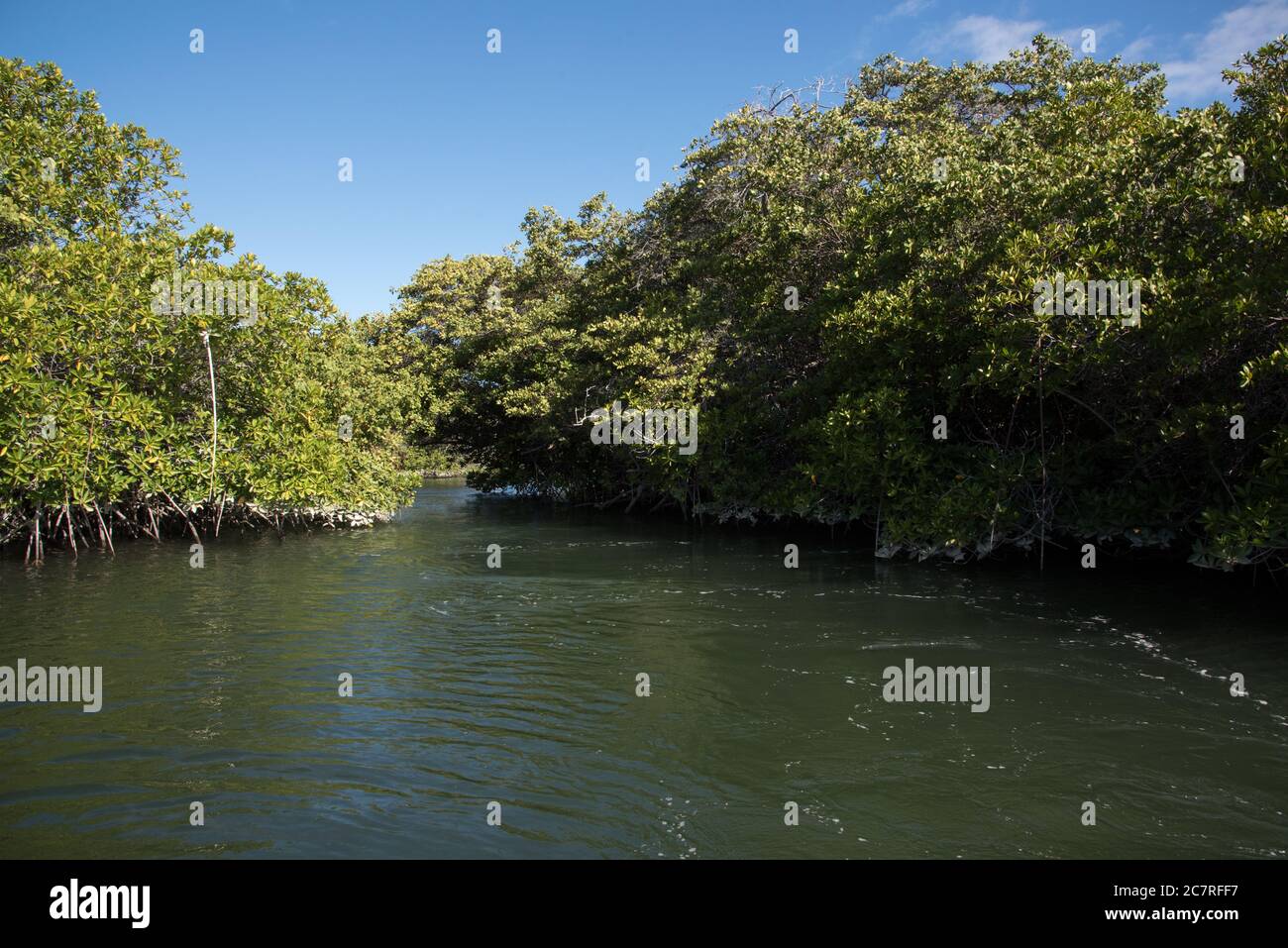 Mangrove forest at Black Turtle Cove on Santa Cruz at the Galapagos Islands. Stock Photo