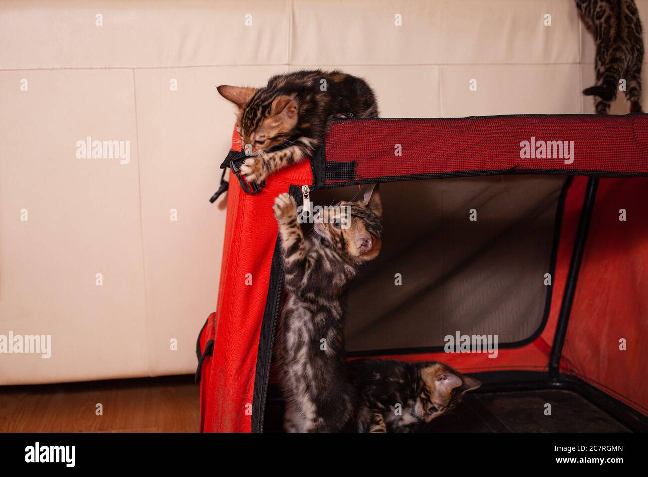 Cats Scratch High Resolution Stock Photography and Images Alamy