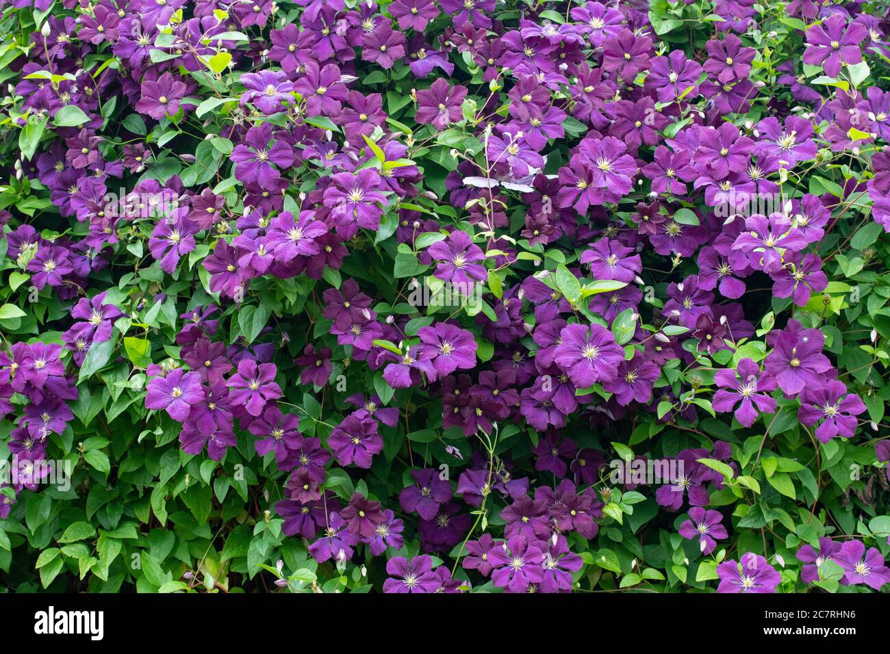 Clematis Etoile violette, a viticella group 3 clematis in UK garden in summer Stock Photo
