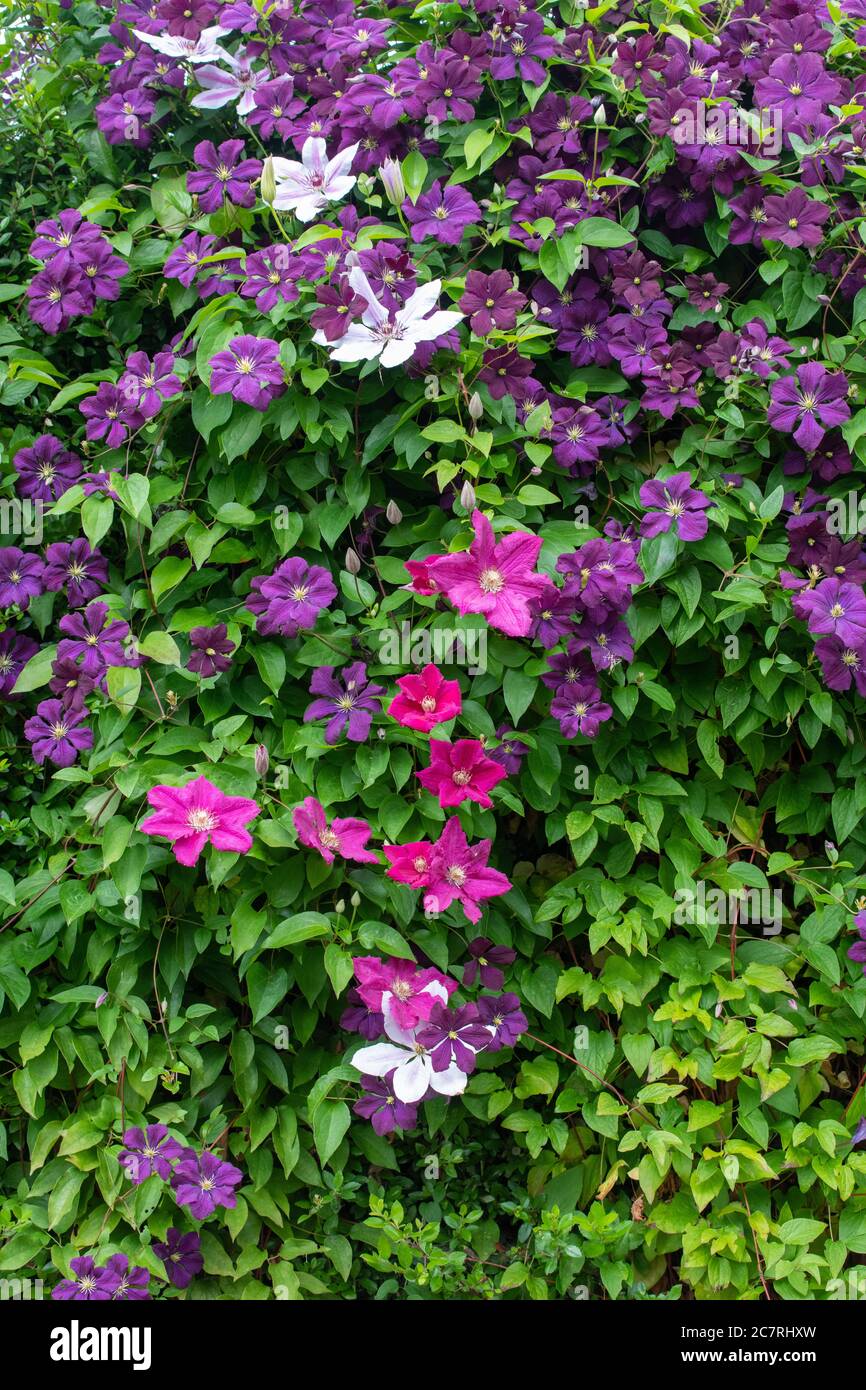 Pink and purple clematis including clematis etoile violette in UK garden Stock Photo
