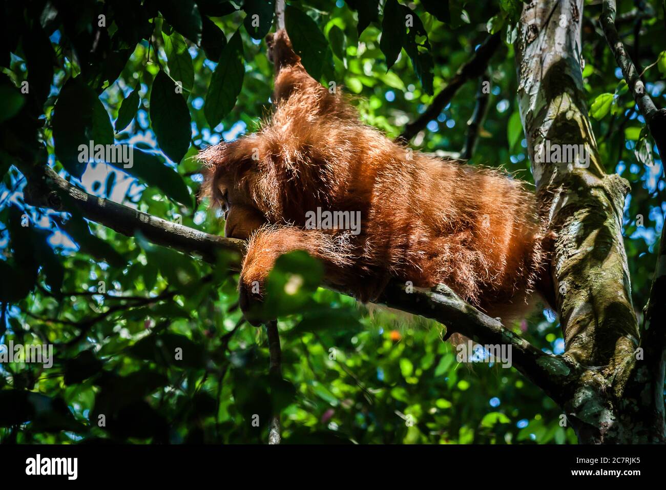 An orangutan in the wild jungle in Sumatra Stock Photo