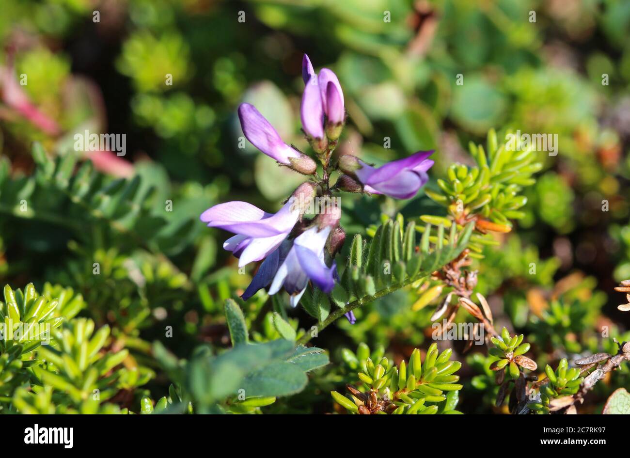 Close up of Astragalus alpinus, known by the common name alpine milkvetch Stock Photo