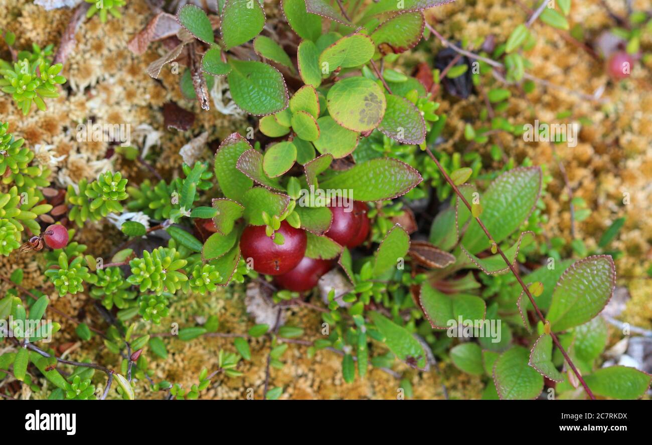 Close up of Arctostaphylos uva-ursi low shrub, also known as Kinnikinnick or bearberry Stock Photo