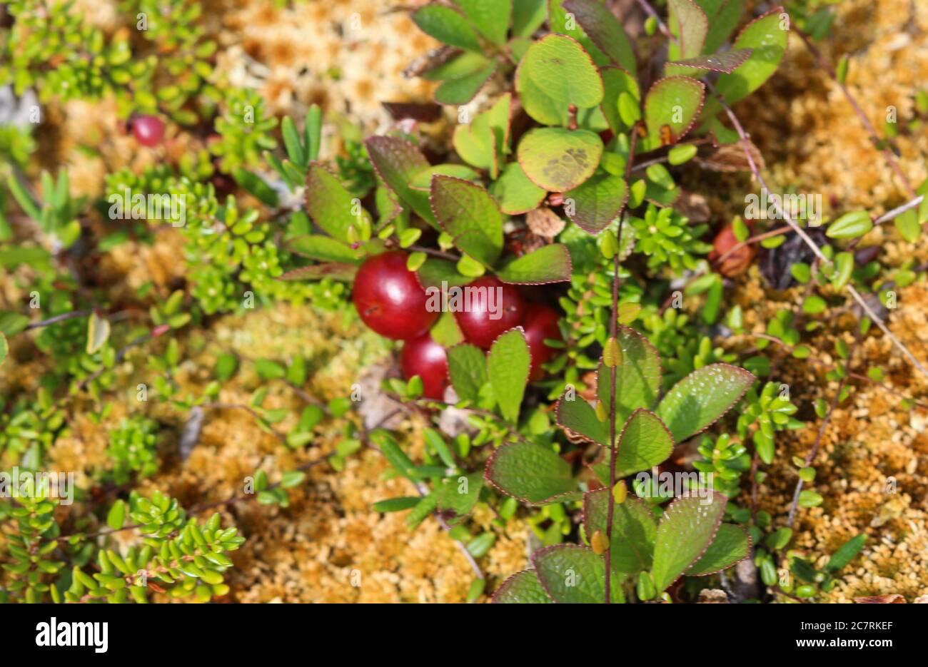 Close up of Arctostaphylos uva-ursi low shrub, also known as Kinnikinnick or bearberry Stock Photo