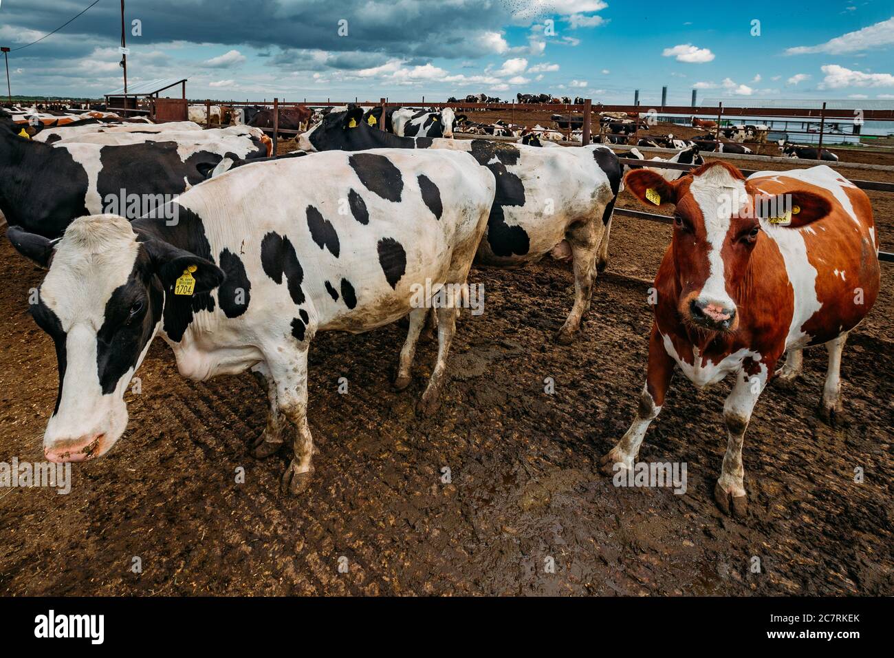 Domestic cattle holstein friesian bull hi-res stock photography and ...