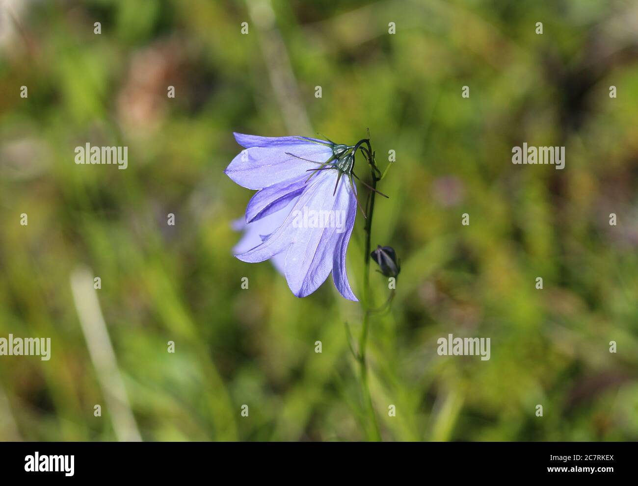 Close up of Campanula rotundifolia, the harebell, Scottish bluebell, or bluebell of Scotland Stock Photo