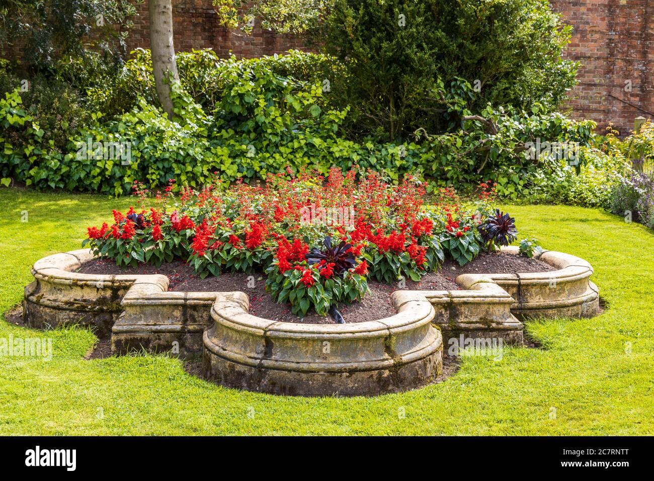 Garden plant flower salvias hires stock photography and images Alamy