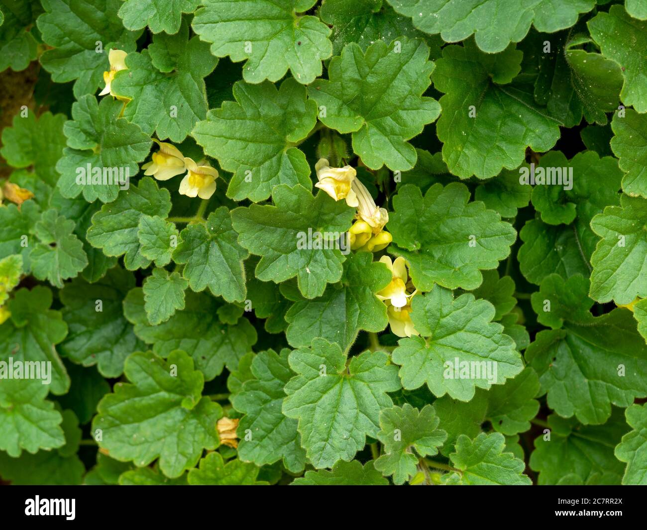 Green leaves and yellow flowers of trailing snapdragon, Asarina procumbens, growing on a stone wall Stock Photo