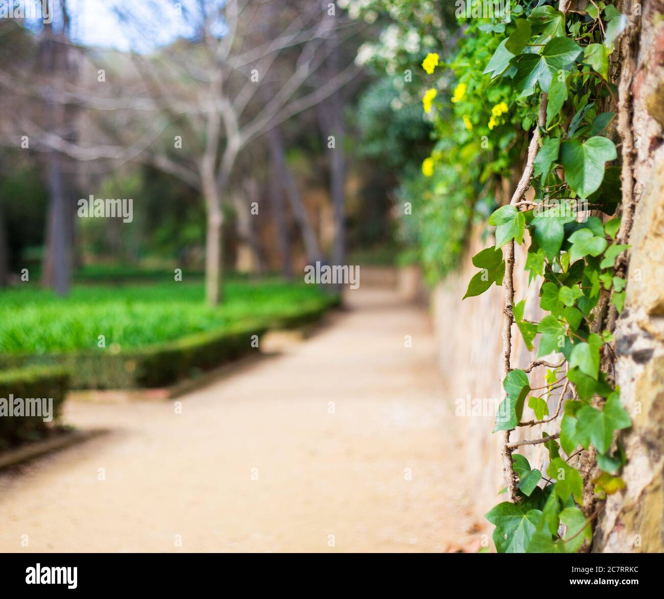 summer background - blurred green park or garden Stock Photo - Alamy