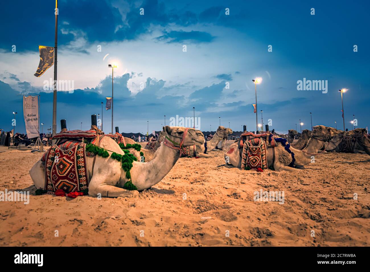 Camels on Desert Safari in Abqaiq Saudi Arabia. Stock Photo