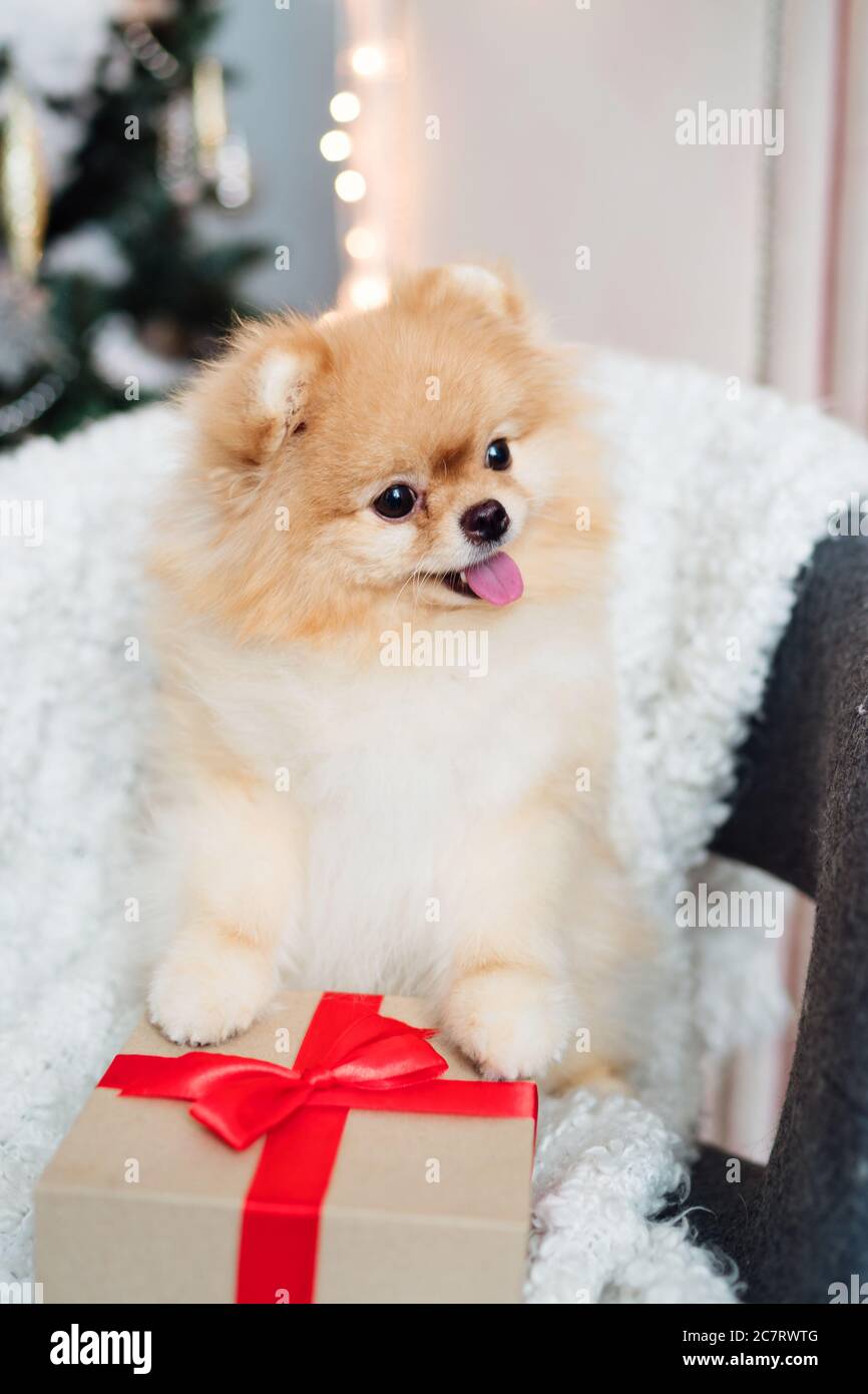 Pomeranian Dog Winter High Resolution Stock Photography And Images Alamy