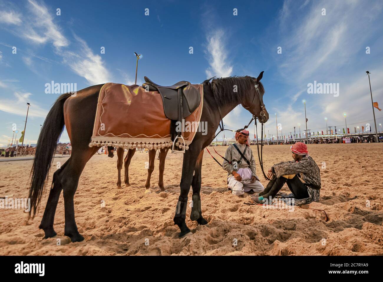 Horse and Saudi Horse rider on traditional desert safari festival on abqaiq Saudi Arabia. Stock Photo