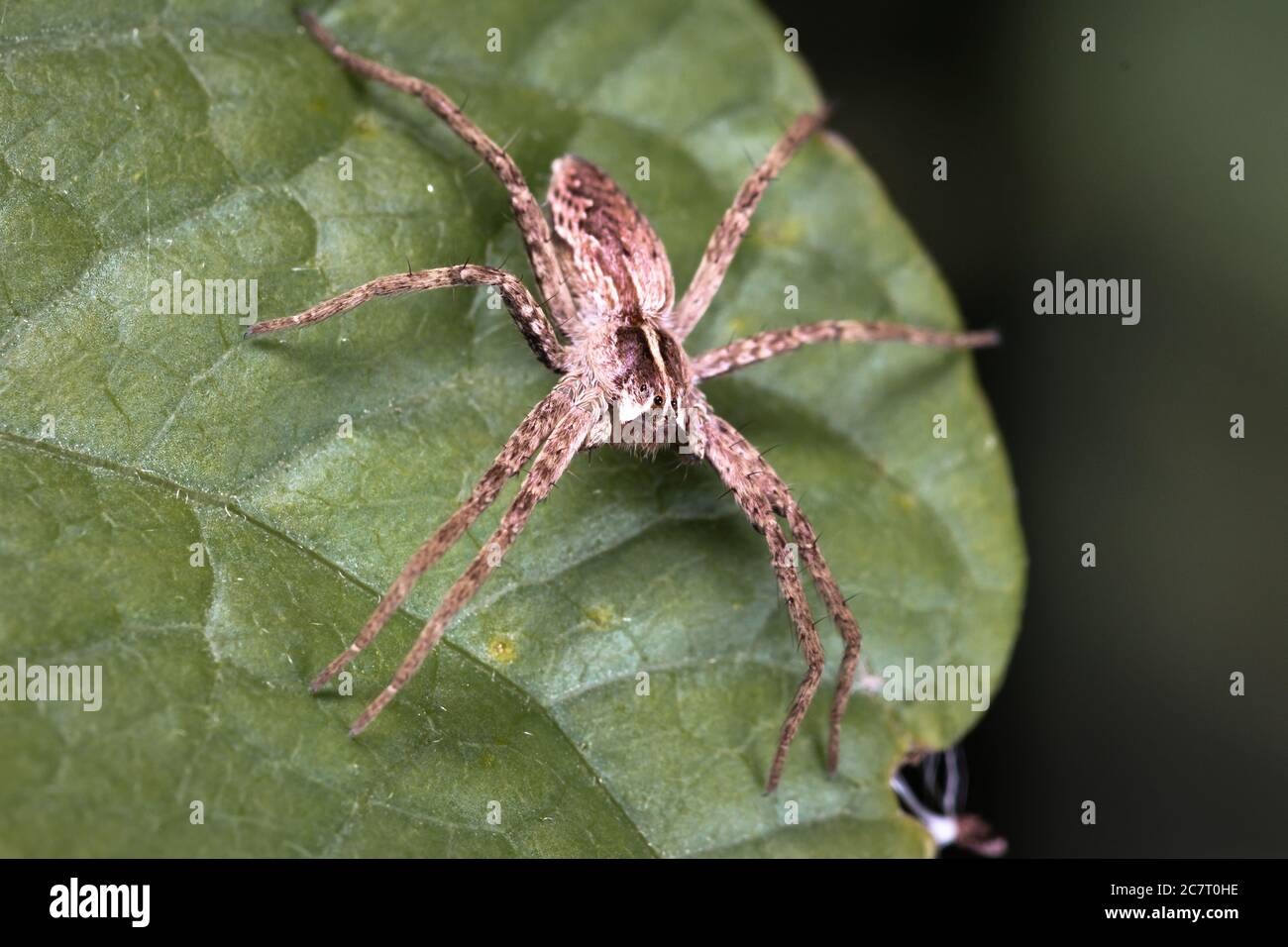 The hunting spider (Pardosa sp) sits for hours waiting for prey to pass it on the leaf Stock Photo