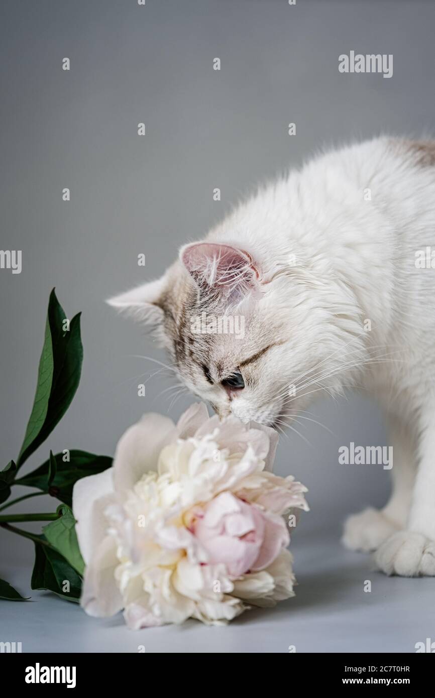 White cat with blue eyes sniffs a bouquet of fresh peonies Stock Photo