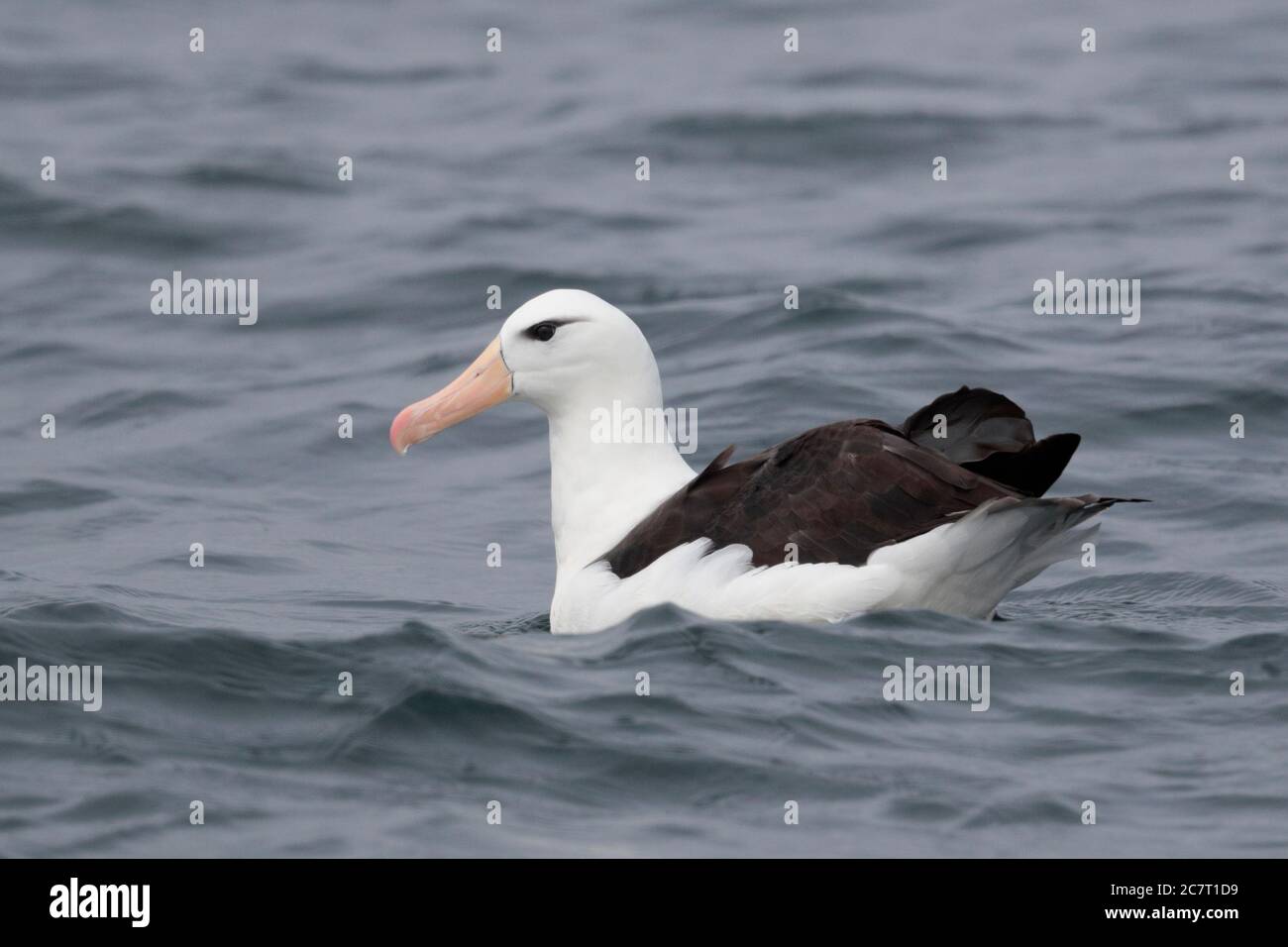 Black-browed Albatross (Thalassarche melanophris) floating on sea surface Gulf of Ancud, south Chile 24th Feb 2020 Stock Photo