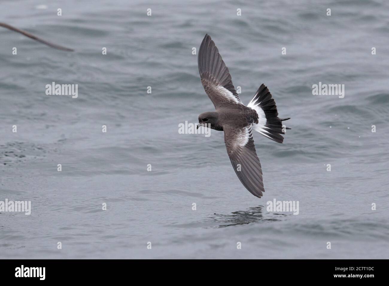 Pincoya Storm-Petrel (Oceanites pincoyae), dorsal view flying over sea surface in Gulf of Ancud, Puerto Montt, south Chile 24th Feb 2020 Stock Photo