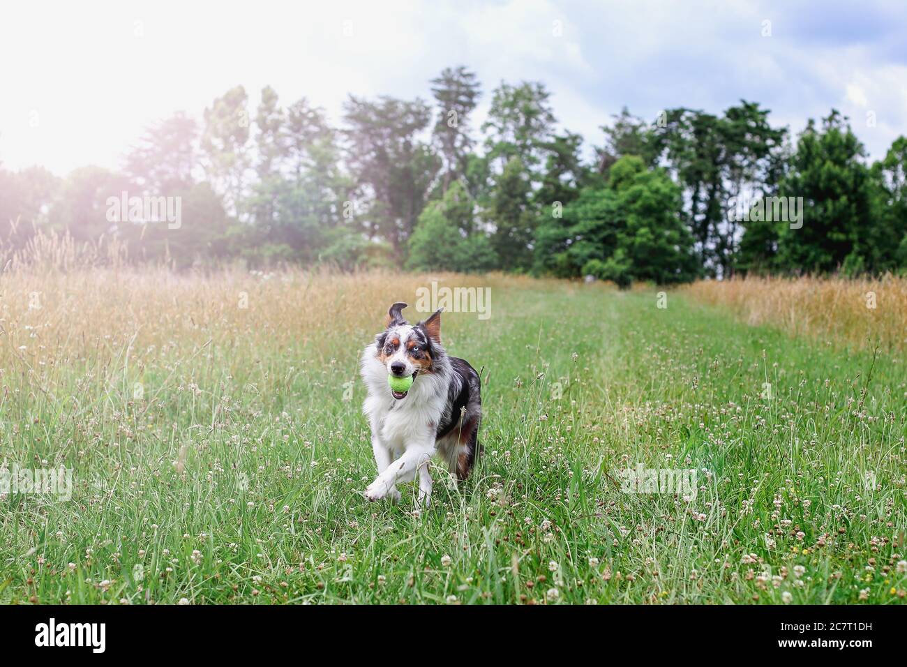 Beautiful juvenile male Blue Merle Australian Shepherd dog running through a summer field with a tennis ball in his mouth. Selective focus. Stock Photo