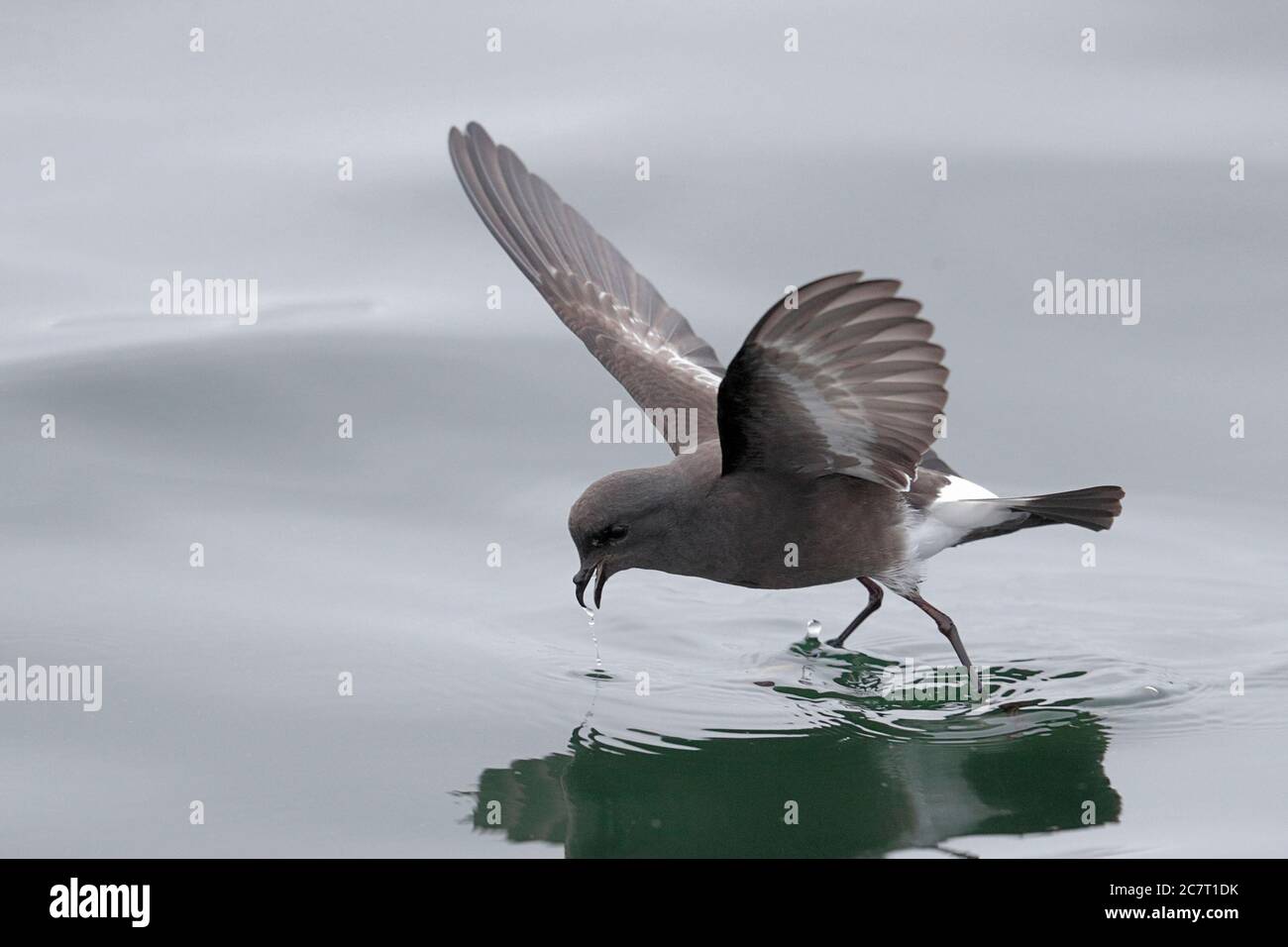 Pincoya Storm-Petrel (Oceanites pincoyae) flying over sea surface in Gulf of Ancud, Puerto Montt, south Chile 25th Feb 2020 Stock Photo
