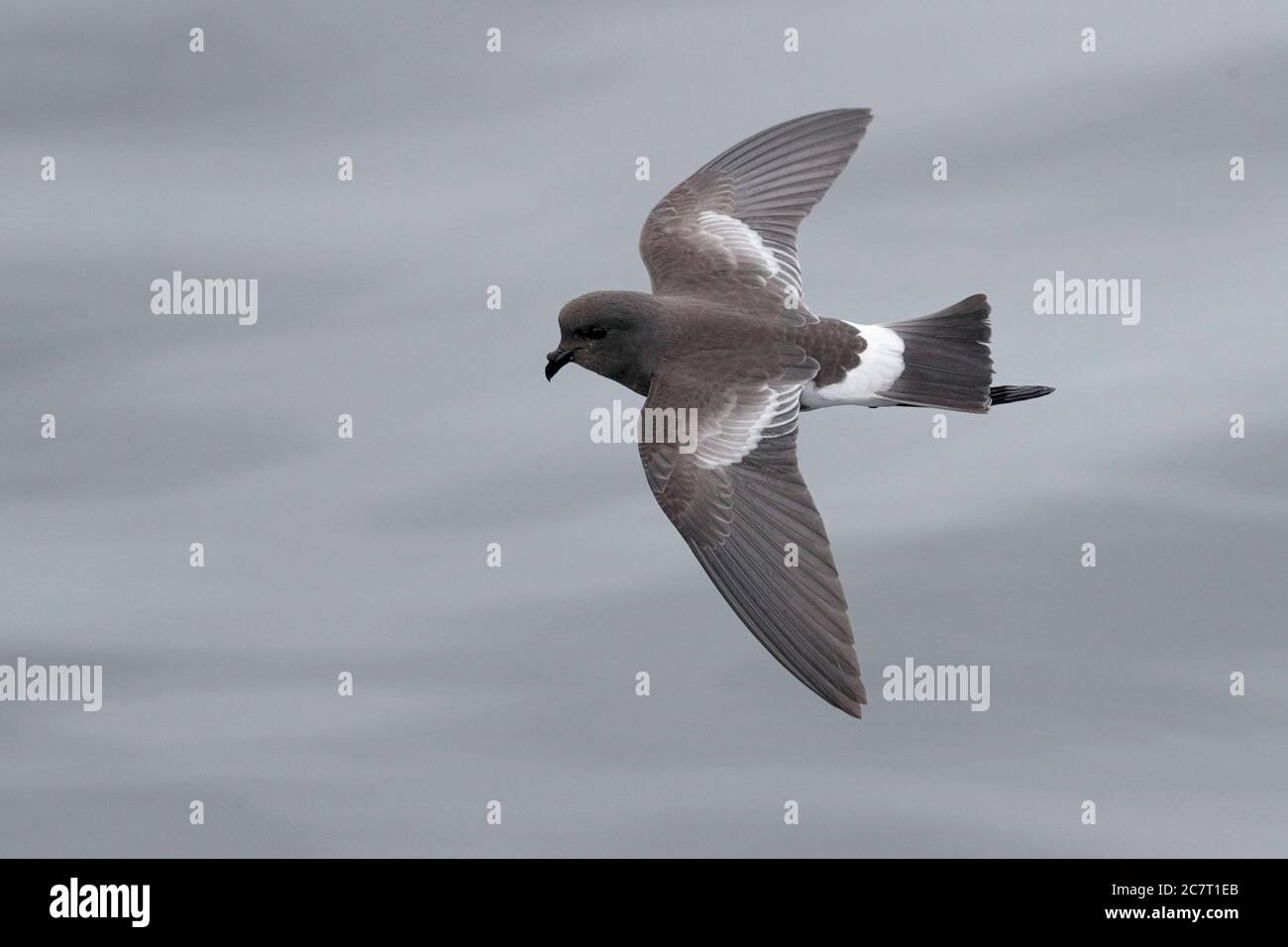 Pincoya Storm-Petrel (Oceanites pincoyae), dorsal view, flying over sea surface in Gulf of Ancud, Puerto Montt, south Chile 25th Feb 2020 Stock Photo