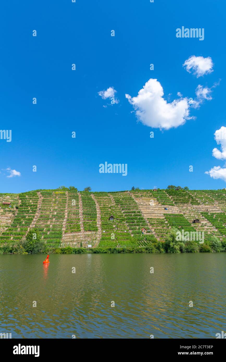 Vineyards of Stuttgart-Mühlhausen on the Neckar River, City of Stuttgart, Baden-Württemberg, South Germany, Central Europe Stock Photo