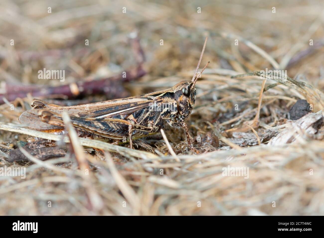 The little cricket demonstrates its impressive camoflage amongst the dried grass Stock Photo