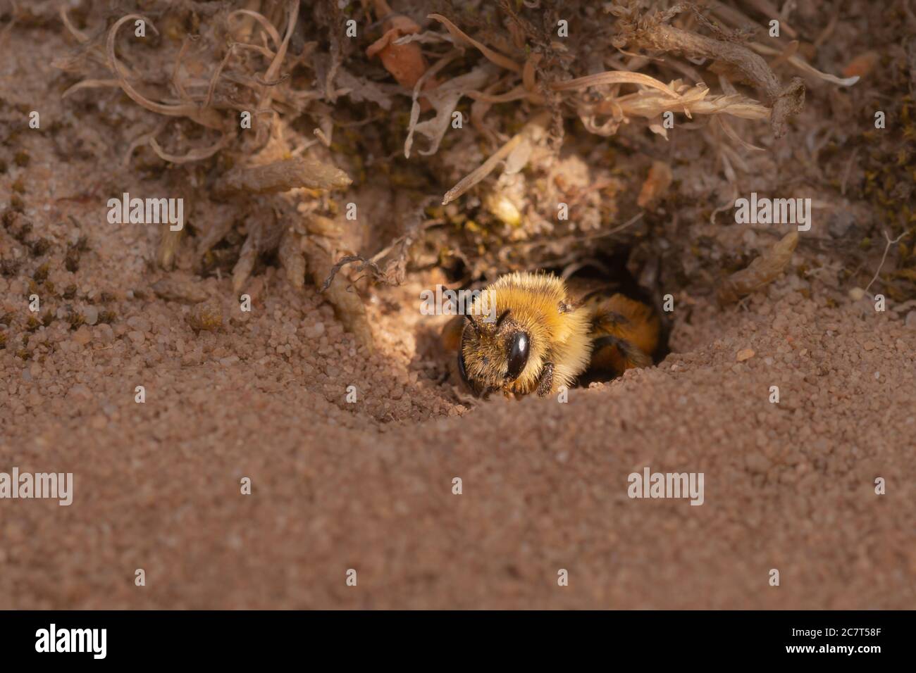 A close up shot of a hairy legged mining bee (Dasypoda hirtipes) coming out of its hole being caught by a shaft of sunlight Stock Photo