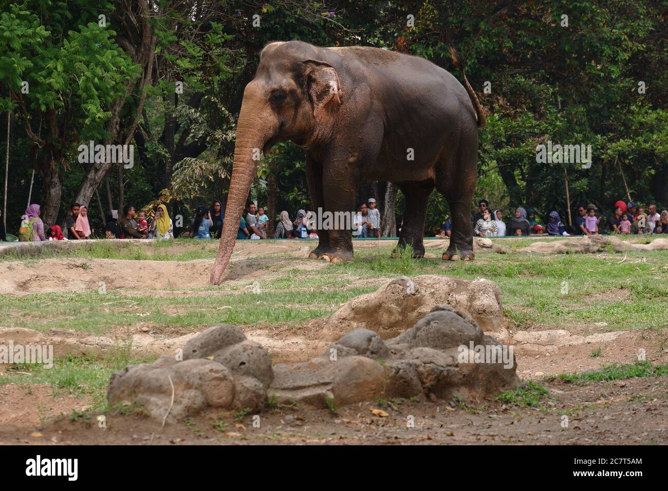 The Sumatran elephant is one of three recognized subspecies of the Asian elephant, and native to the Indonesia island of Sumatra : Jakarta, Indonesia Stock Photo
