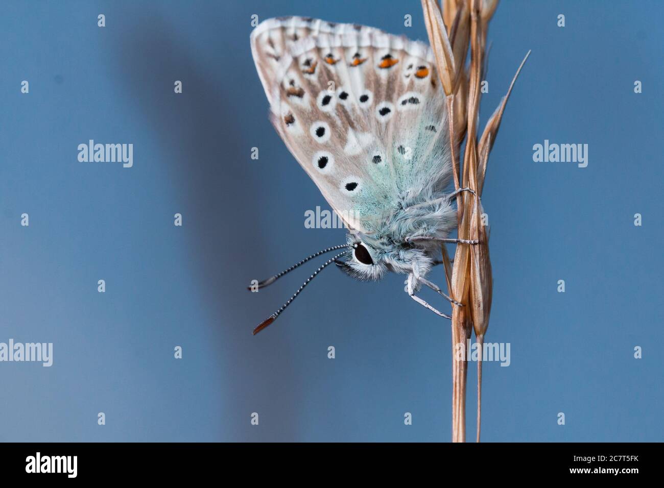 The chalk hill blue butterfly (Polyommatus coridon) sits on a grass stem showing the colours of its wings against the blue sky behind Stock Photo
