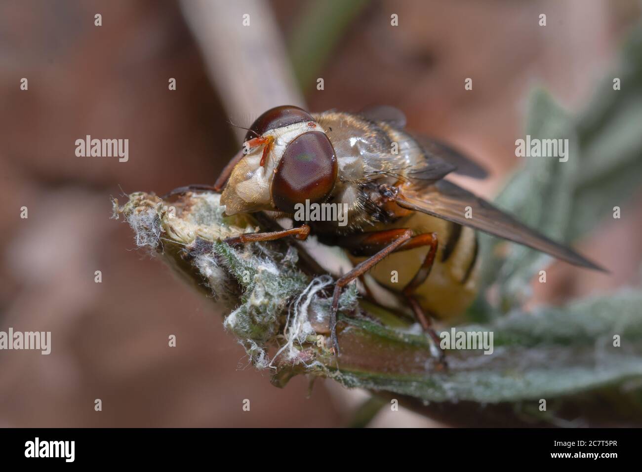 This close up of a hoverfly shows the mandibles whilst it sits on a leaf in Cambridgeshire Stock Photo