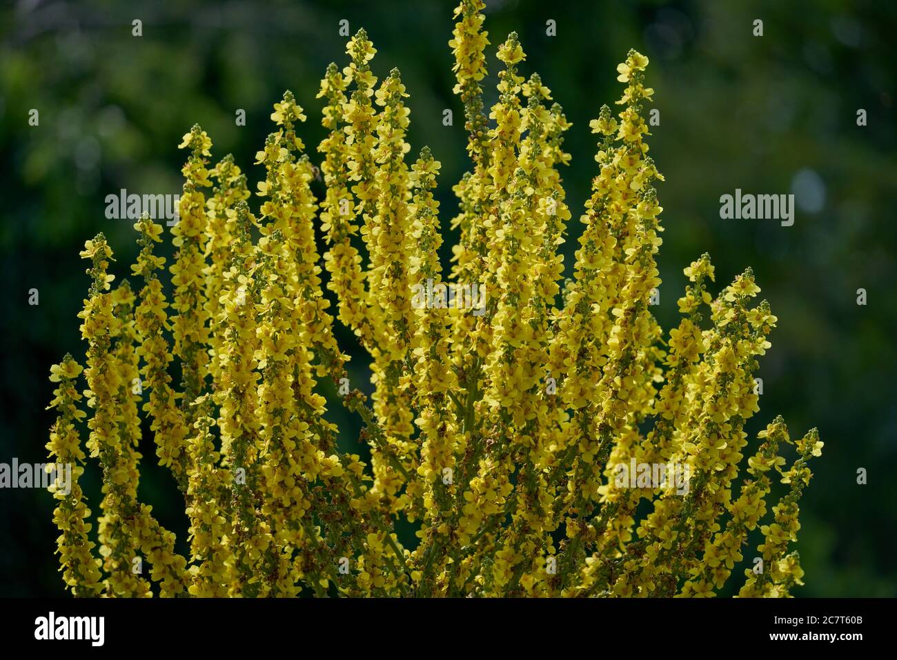 Lush Verbascum olympicum mullein blossom Stock Photo
