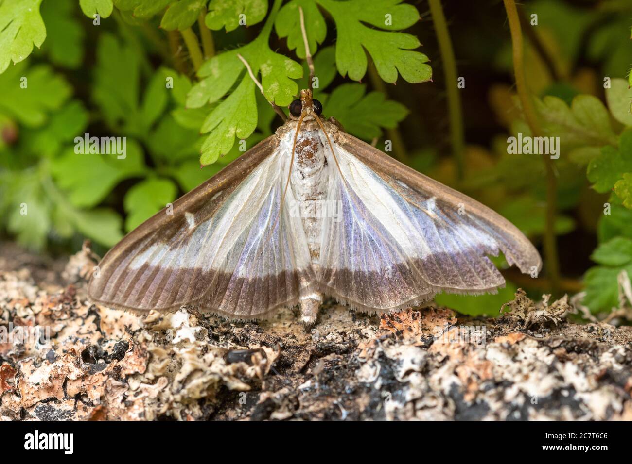 Box tree moth (Cydalima perspectalis), an introduced species to the UK whose caterpillars damage box leaves Stock Photo