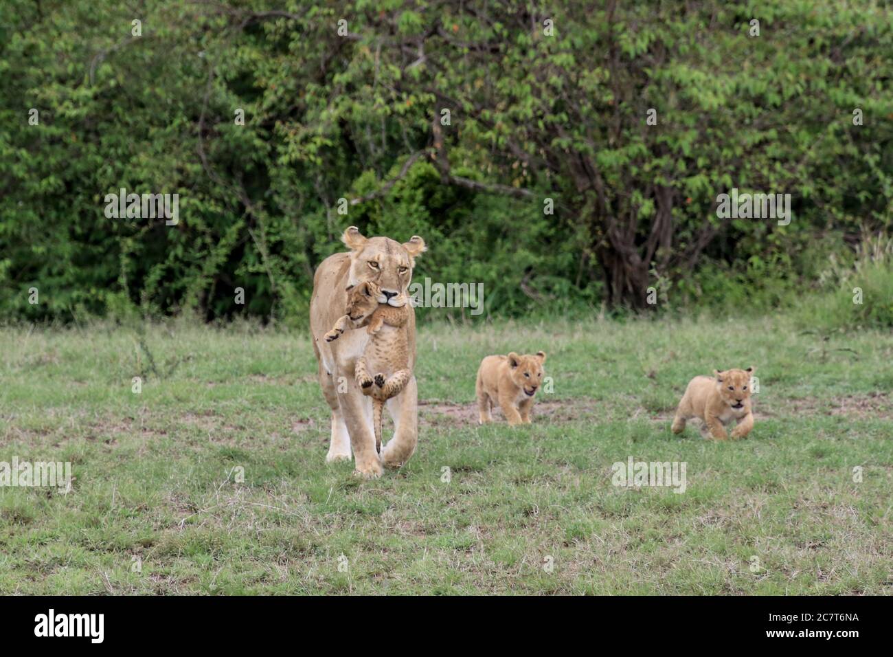 Lion Portrait Stock Photo
