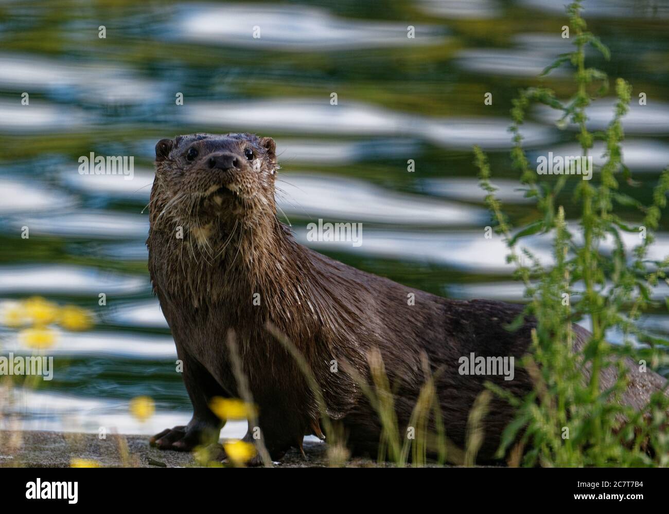 Eurasian Otter (Lutra lutra) Immature in care at wildlife rescue centre. Stock Photo