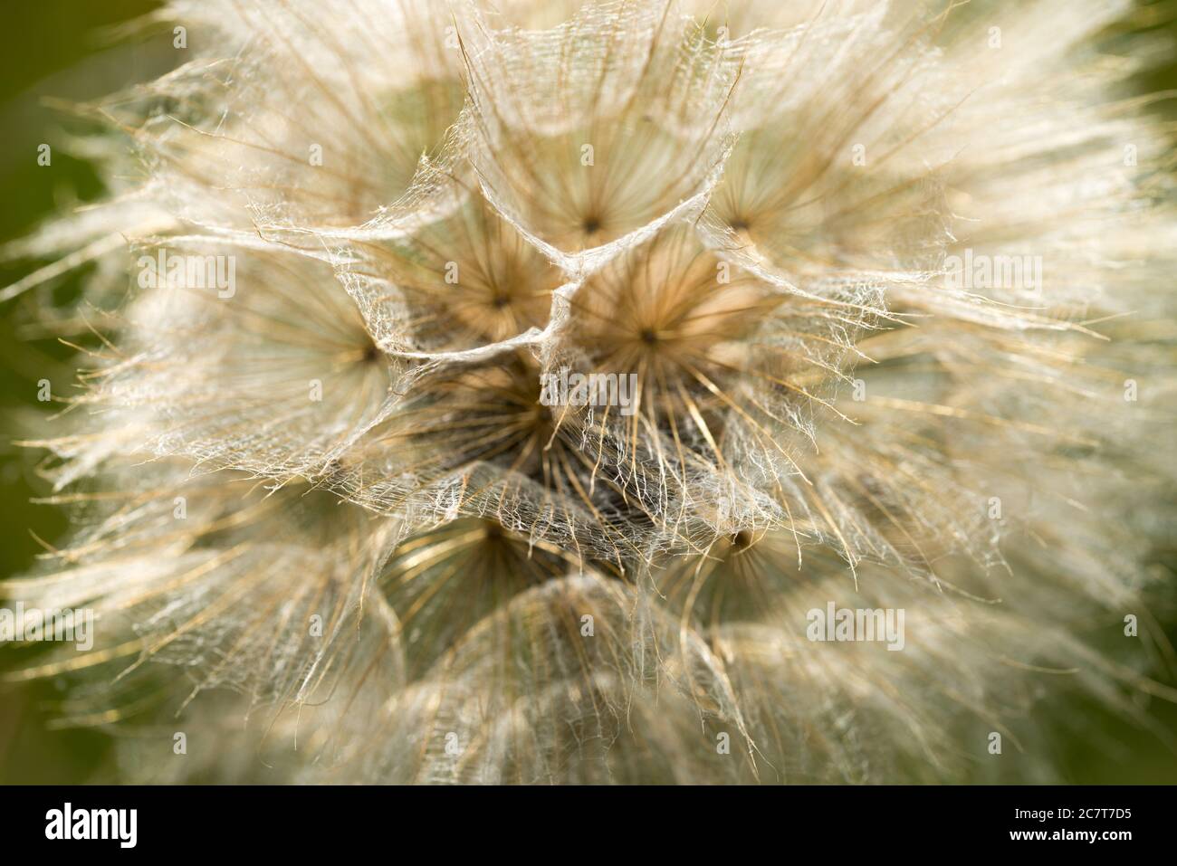 seed head of tragopogon pratensis, meadow salsify, showy goat's-beard macro selective focus in meadow Stock Photo
