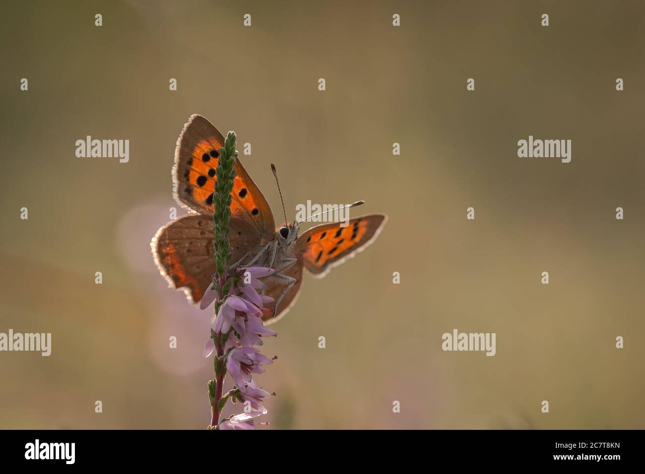 A small copper butterfly (Lycaena phlaeas) sits with its wings open on the tip of a heather flower Stock Photo