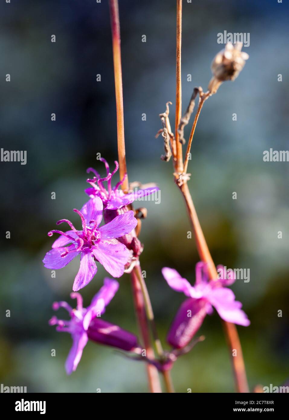 Sticky catchfly (Viscaria vulgaris) Stock Photo