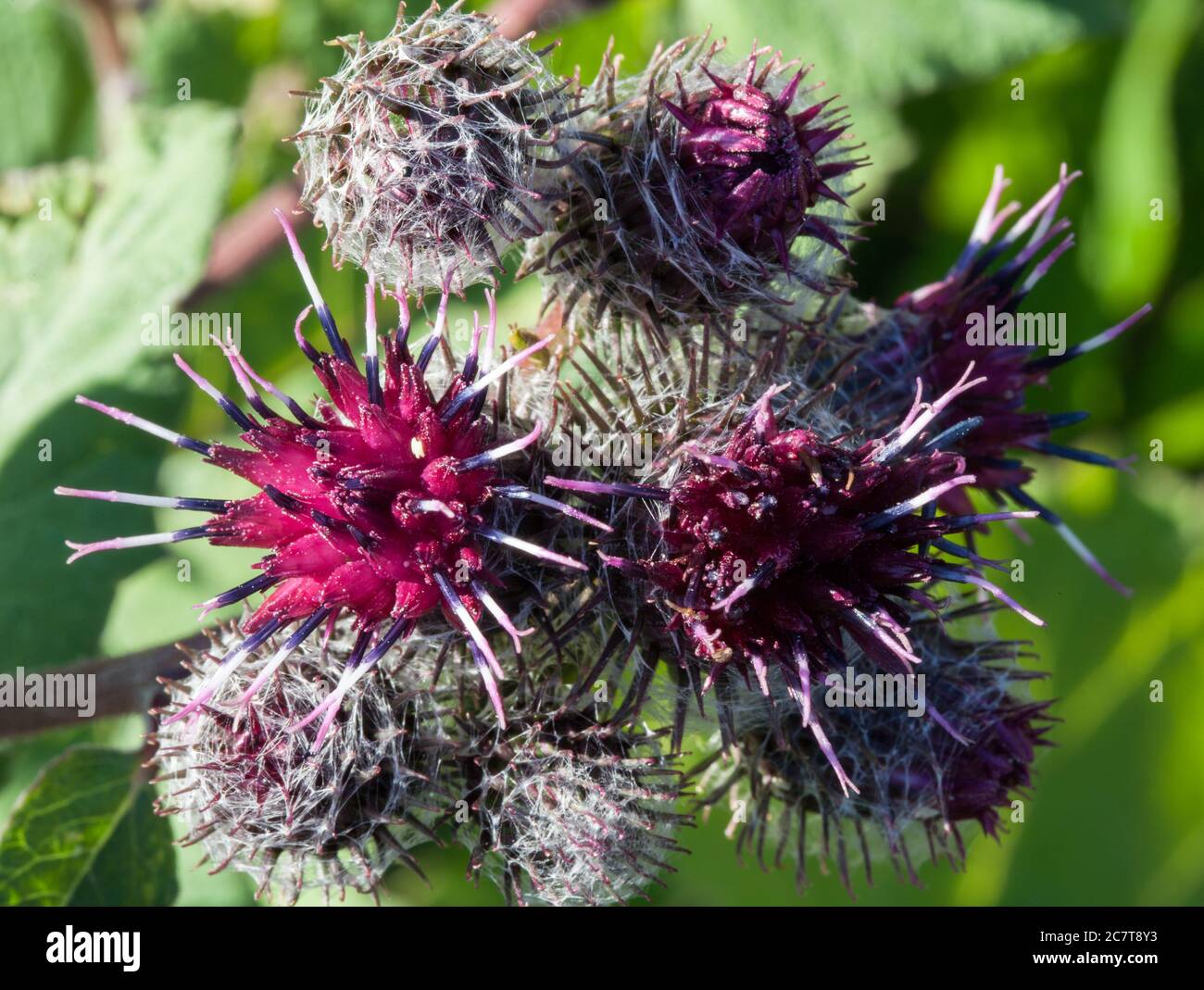 Wooly burdock (Arctium tomentosum) Stock Photo