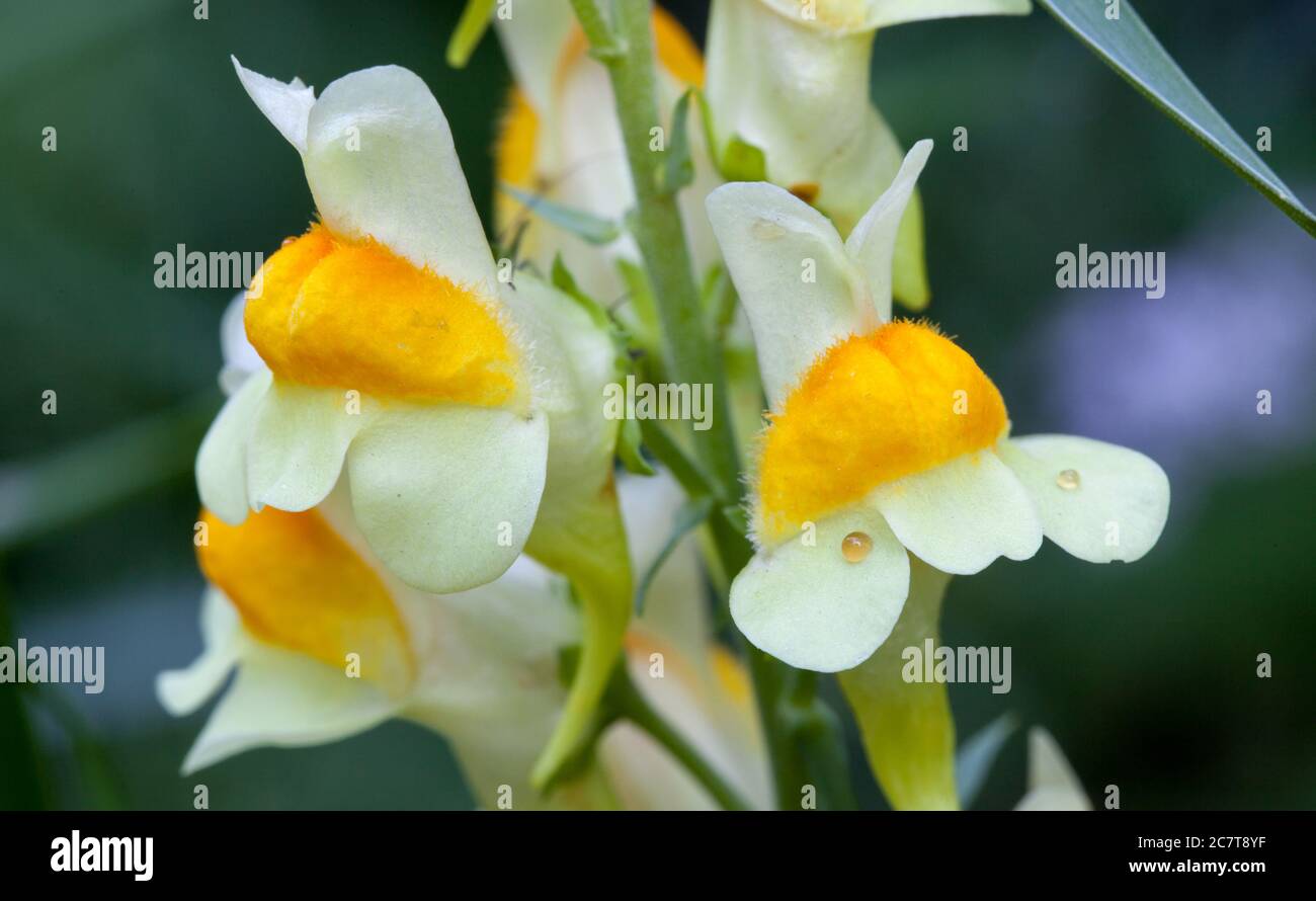 Butter-and-eggs (Linaria vulgaris) Stock Photo