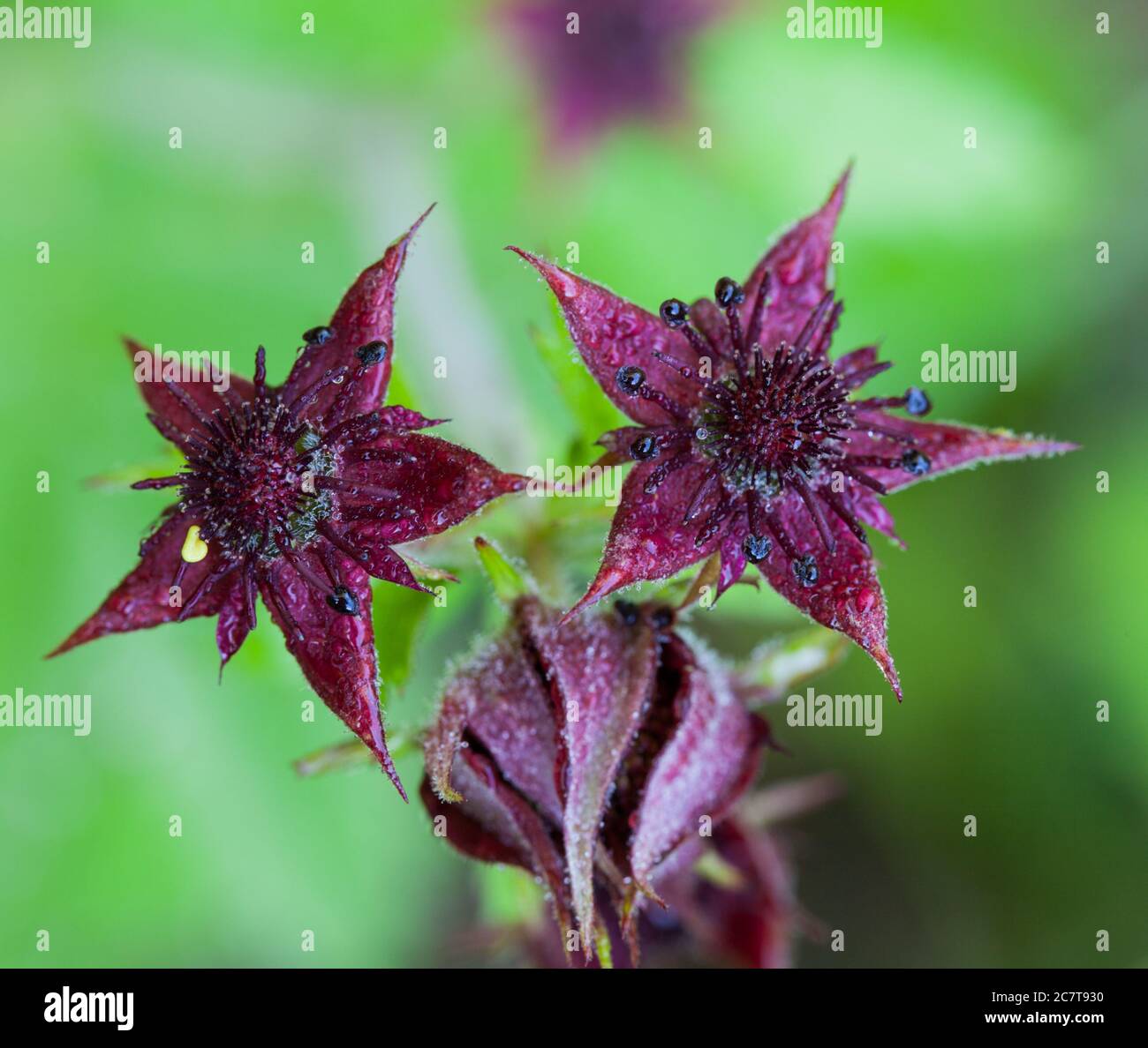 Purple marshlocks (Comarum palustre) Stock Photo