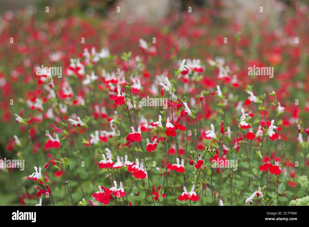 Summer floral background with red and white hardy salvia flowers and foliage Stock Photo