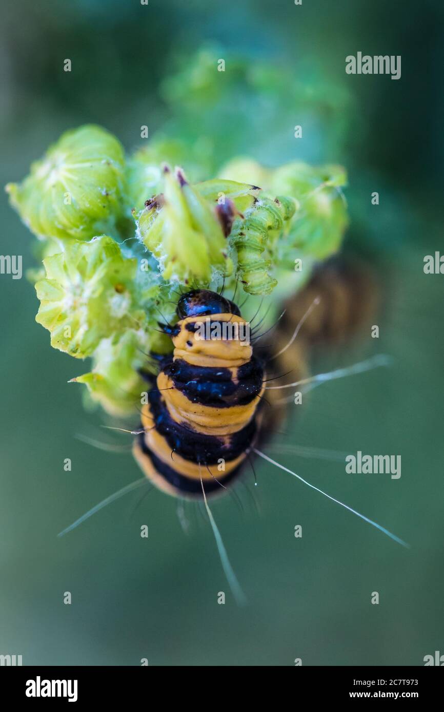The yellow and black of the cinnebar moth (Tyria jacobaeae) caterpillar