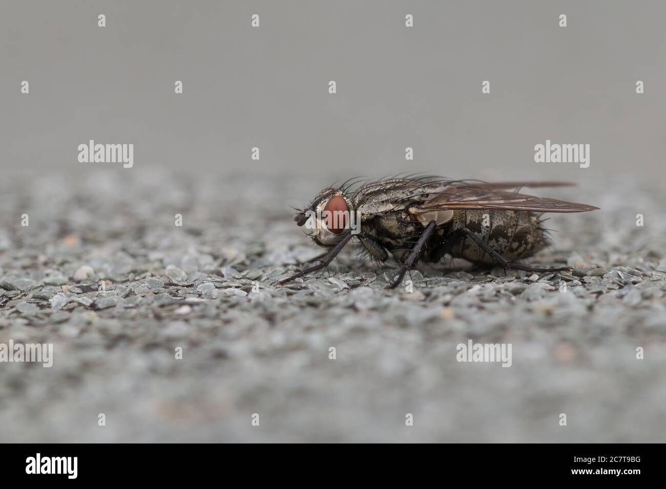 A close up image of a meat fly (Sarcophaga camaria) sitting against a grey background in Newmarket Stock Photo
