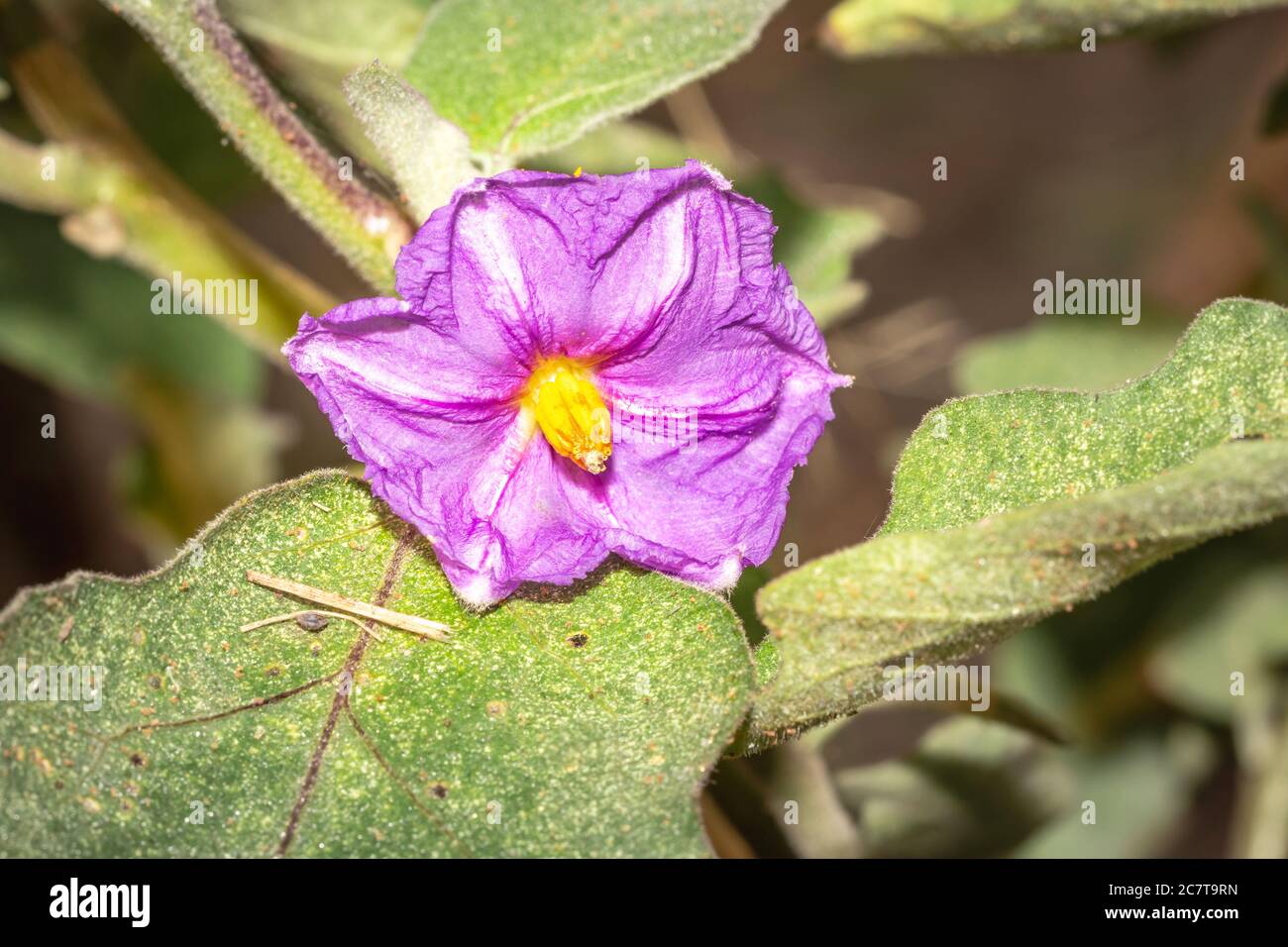 Purple Eggplant (Solanum melongena) flower growing, Uganda, Africa